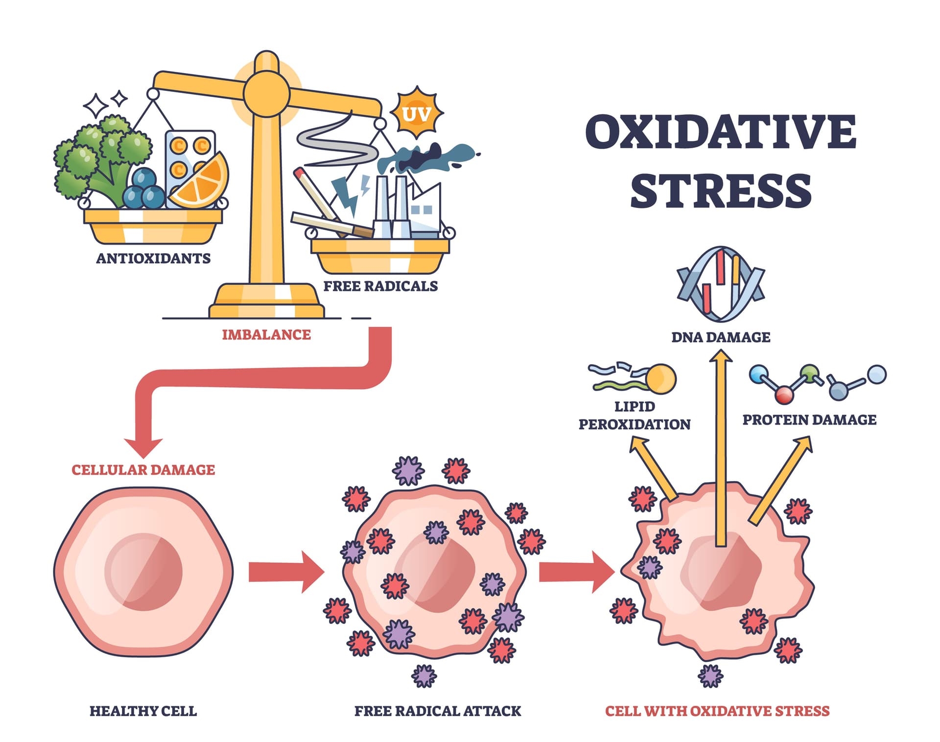 Antioksidansi iz grožđa, brokolija i paradajza – prirodna zaštita od oksidativnog stresa