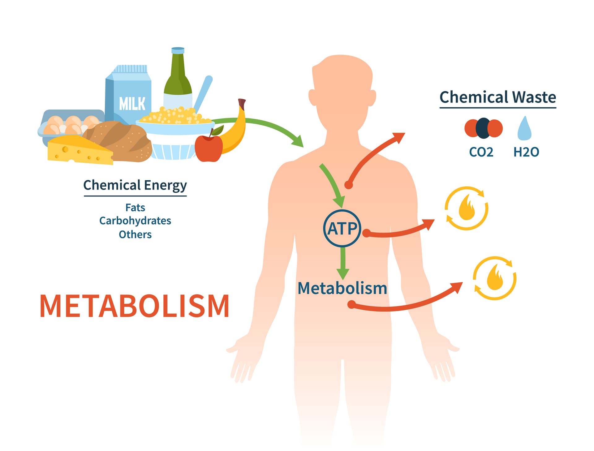 Metabolizam i mršavljenje – LIPO Tretman i zdrava regulacija telesne težine